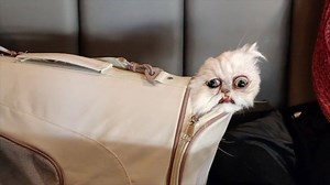 1.7M views · 26K reactions | Wilfred decides to recreate the chestburster scene from "Alien" in the pub  | Wilfred Warrior | Facebook