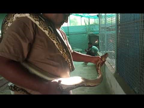 The World's LONGEST Snake! Giant Reticulated Python Size | Faizan Zia Zoo