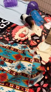 1K views · 38 reactions | Have you ever wondered what guinea pig zoomies look like? When piggies are excited and happy they will jump straight up in the air or wiggle and leap. The official name for this happy dance? Popcorning!  This is Chica and Penny, two best friends looking to be adopted together. Learn more about these two and all our small animals up for adoption at www.green-hill.org/adopt_other. #guineapigpopcorn #guineapig | Greenhill Humane Society | Facebook