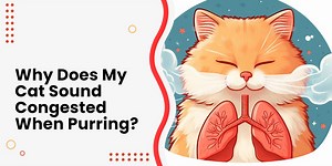 Cat Sounds Congested When Purring: 5 Common Reasons