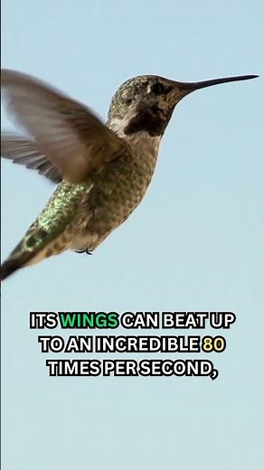 🐦 The Amazing Flying Abilities of Hummingbirds: Backward Flight and Wing Speed!