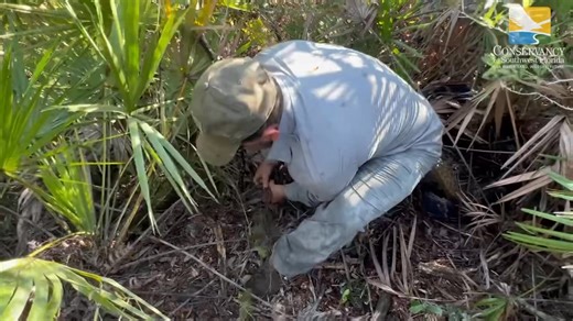 Conservancy Biologist Ian Bartoszek gives a python program intern a tutorial on how to capture an invasive Burmese python without assistance. This was our team's largest python of the season, a 17-foot female weighing 153 pounds. For more information on our Burmese python research and removal efforts, head to our website at www.conservancy.org. | Conservancy of Southwest Florida