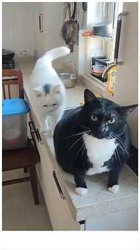 Best Funny Cat Moments | Socially Awkward Cats & Adorable Kittens Compilation