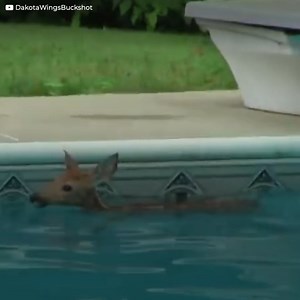 14K views · 146 reactions | Noises coming from the swimming pool alerted a family, something was happening in there, a baby deer was about to lose its life, but rescuing it would not be an easy task. | Positive | Facebook