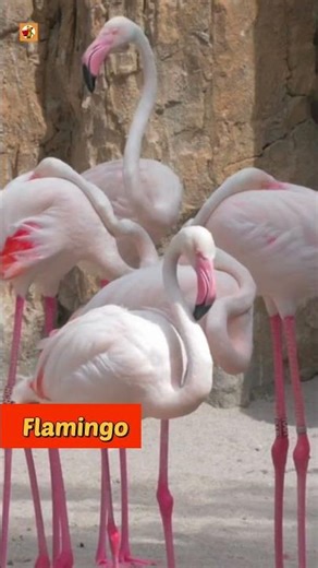 Flamingo Sounds | Flamingos make honking sounds.