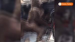 283K views · 3.1K reactions | A disoriented brown bear cub, believed to have been intoxicated after eating an excessive amount of 'mad honey,' was rescued in northwestern Turkey's Duzce province https://reut.rs/3dt0r5a | Reuters | Facebook