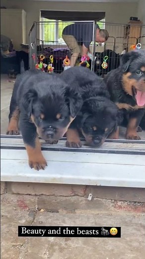 So much adorableness Rottweiler Puppies 🥰