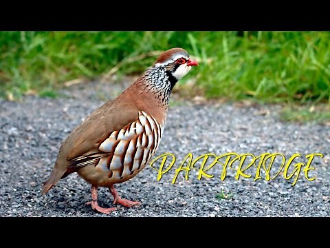 Partridge Sound | Bird Sounds