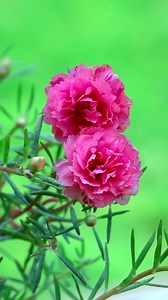 83K views · 10K reactions | Moss rose flowers | My Beautiful Garden | Facebook