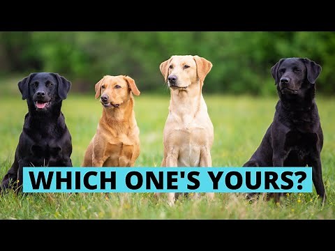 Different Types of Labradors and How to Identify Them