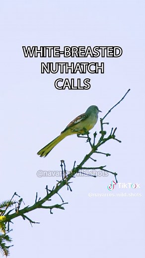 Exploring Different Mockingbird Sounds and Calls