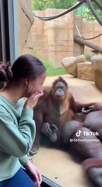 Jealous Orangutan Attacks Boyfriend for Kissing a Girl! | orangutans
