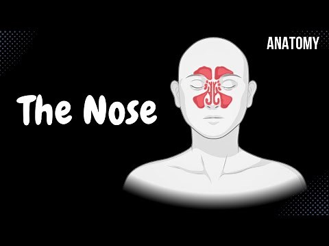 Nasal Anatomy (Cartilage, Nasal Cavity, Sinuses, Meatuses, Nasal Mucosa)